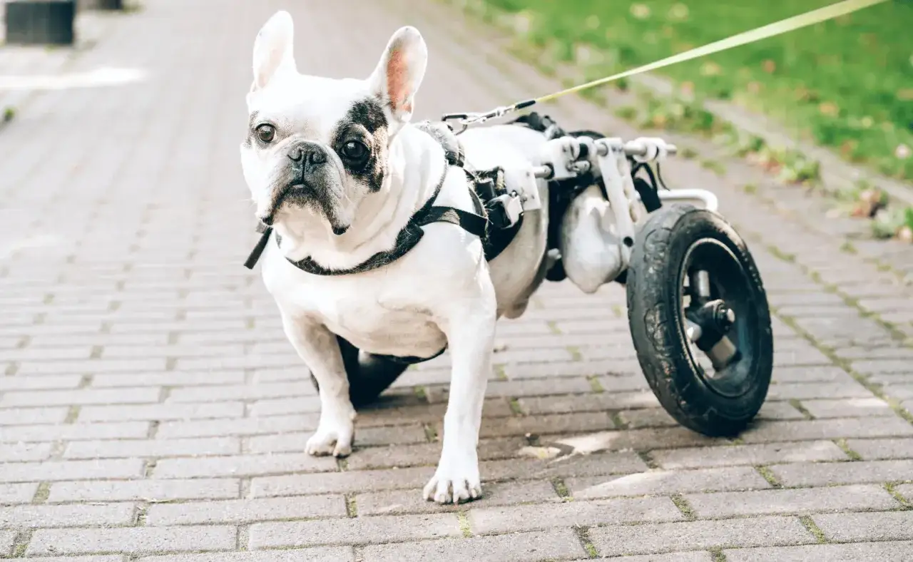 Un bouledogue fran&ccedil;ais, chien handicap&eacute; pattes arri&egrave;res, se prom&egrave;ne avec son chariot.