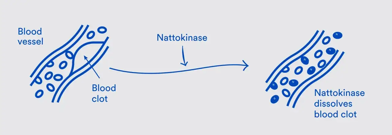 Nattokinaza pomaga rozpuszczać skrzepy krwi w naczyniach krwionośnych, przywracając swobodny przepływ.