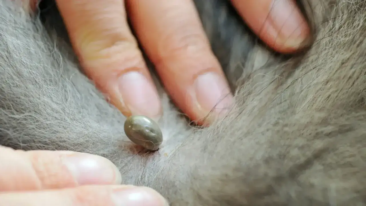 Una zecca incarnita sul pelo di un cane, vista da vicino. Le dita di una persona la stanno esaminando.