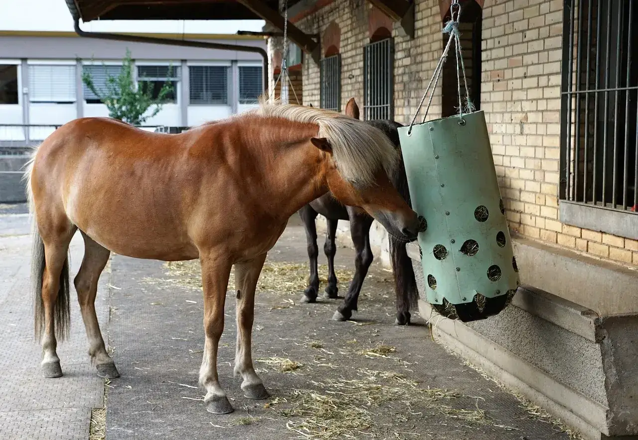Dieta odchudzająca dla konia