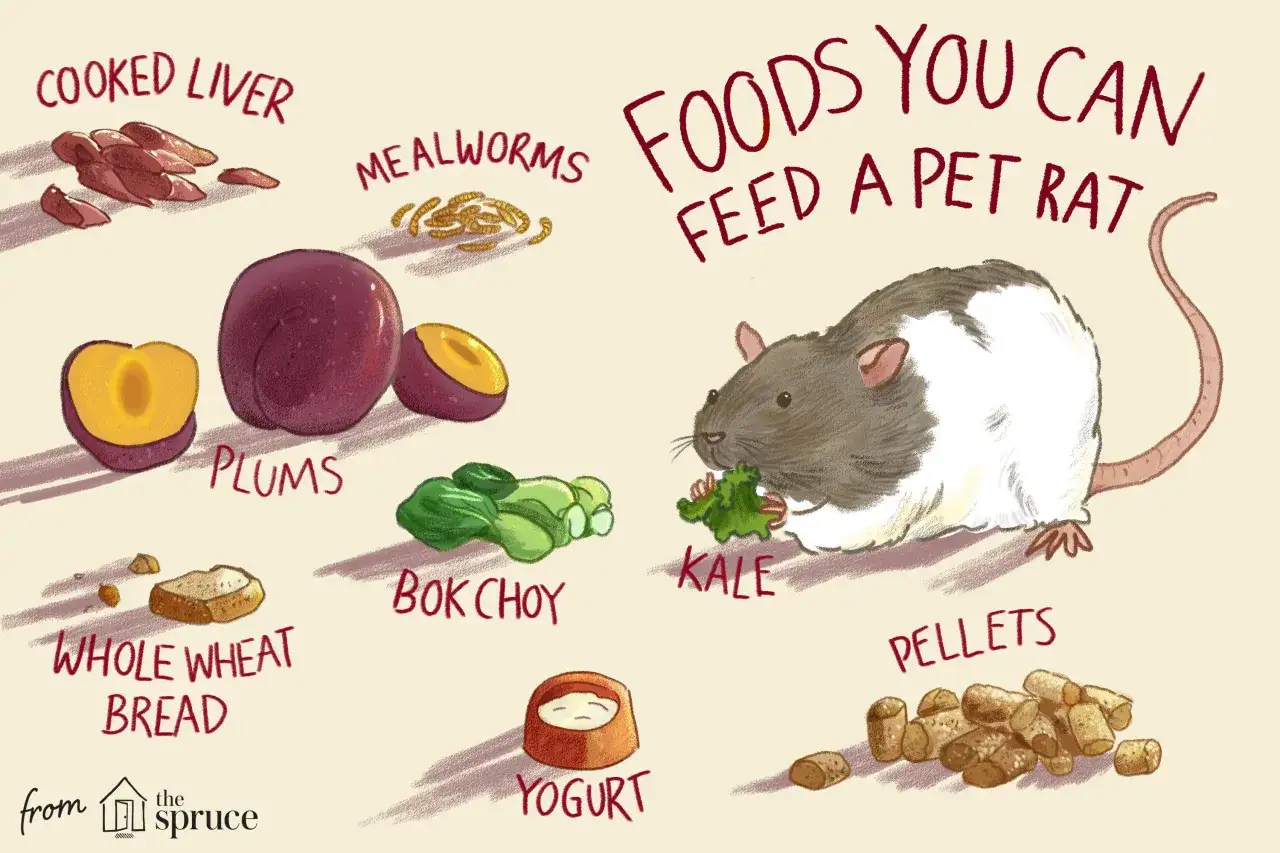 Ilustraci&oacute;n muestra qu&eacute; comen las ratas: h&iacute;gado cocido, gusanos de la harina, ciruelas, bok choy, col rizada, pan integral, yogur y pellets.