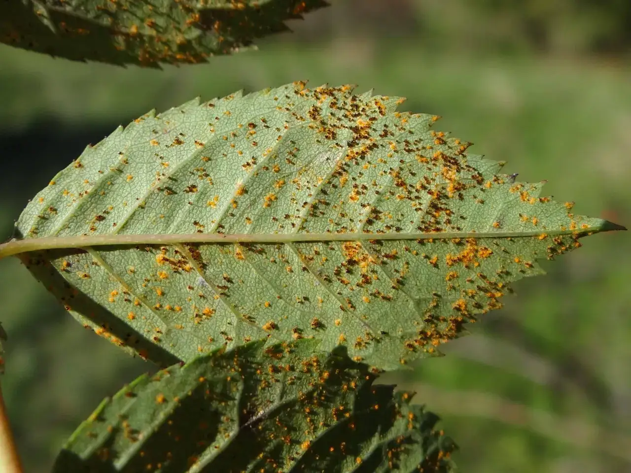 Feuille de rosier atteinte par la rouille, signe qu'un traitement naturel est n&eacute;cessaire pour sauver la plante.