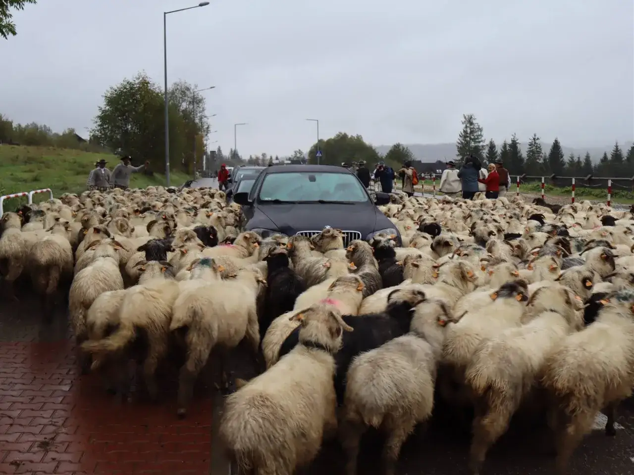 Stado owiec blokuje drogę, a pasterze w tradycyjnych strojach kierują ruchem. Tak wygląda życie w bacówce, gdzie tradycja spotyka nowoczesność.