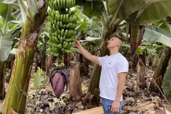 zwiedzanie plantacji bananów