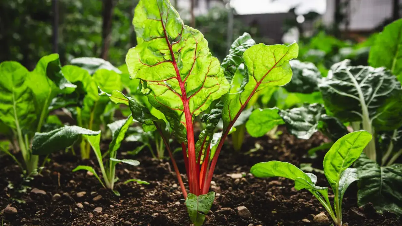 Junge Mangoldpflanzen mit leuchtend roten Stielen und grünen Blättern wachsen im Garten.