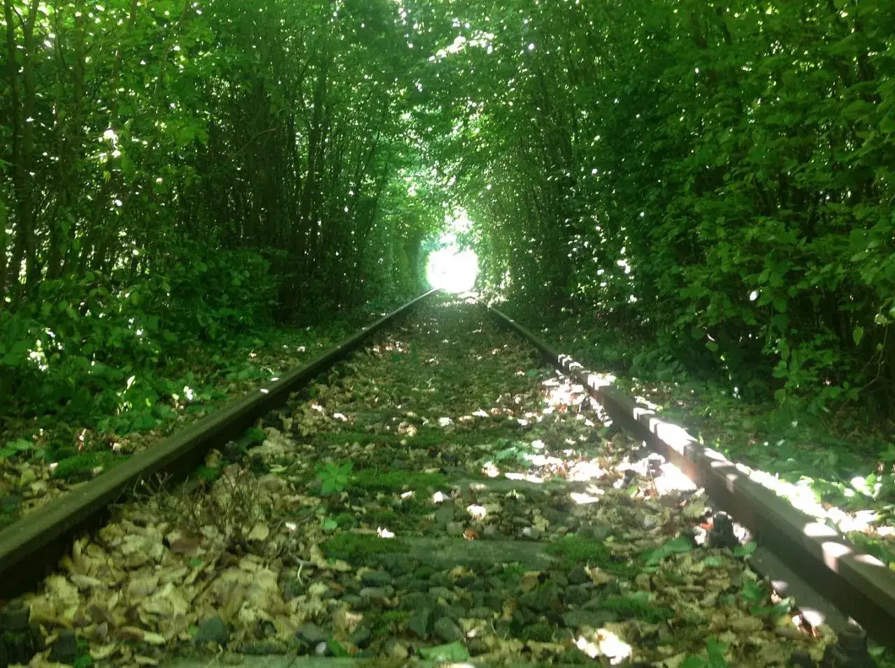 Schienen führen durch einen grünen Tunnel aus Bäumen. Ein Licht am Ende lässt an eine Fahrt mit der draisine dargun denken.