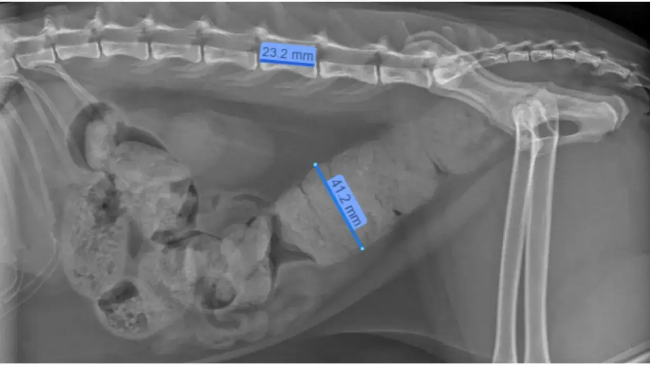 X-ray showing severe megacolon in a cat, with the colon measuring 41.2 mm.