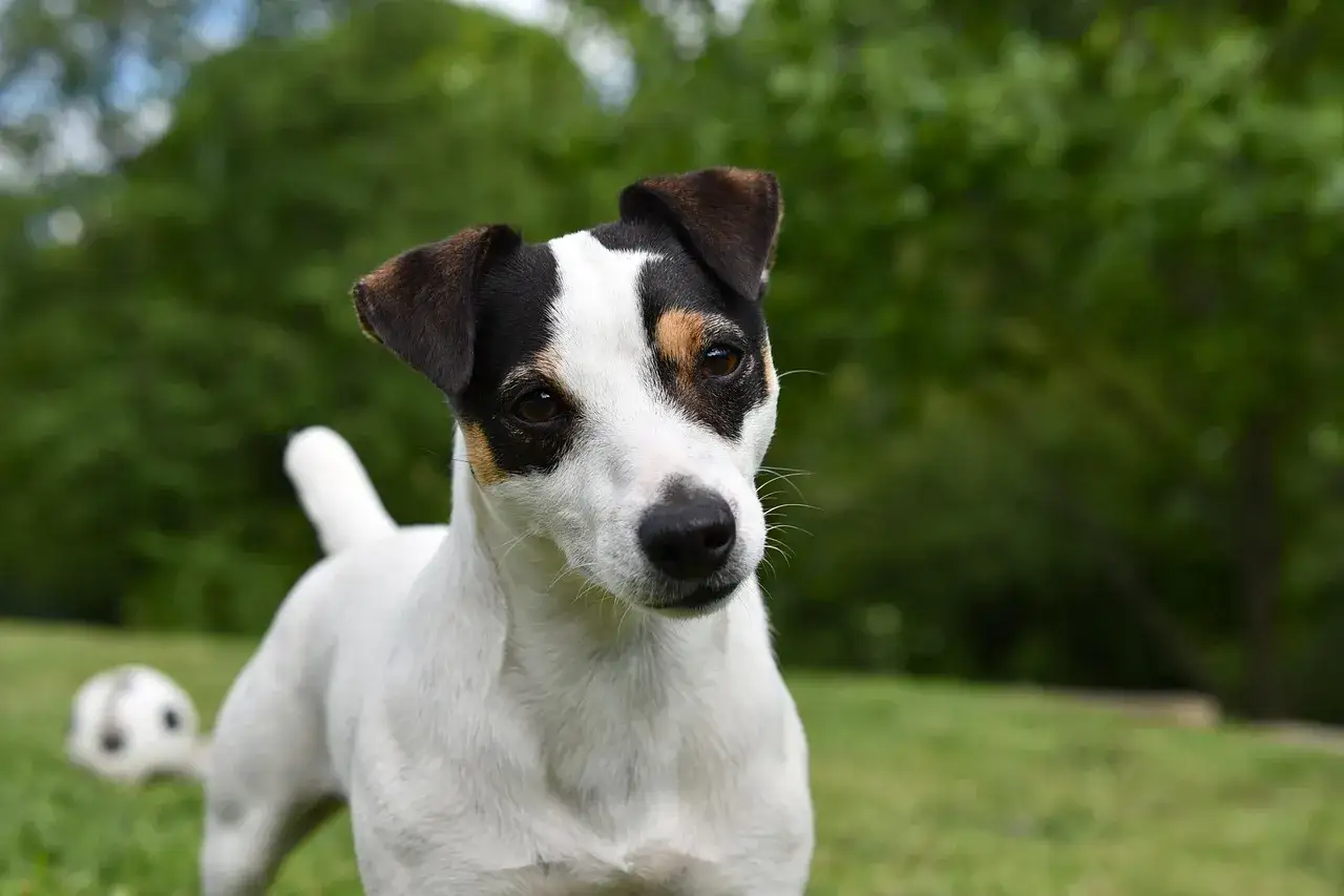 Uroczy szczeniak jack russell terrier z piłką w tle. Zastanawiasz się, ile powinien jeść?