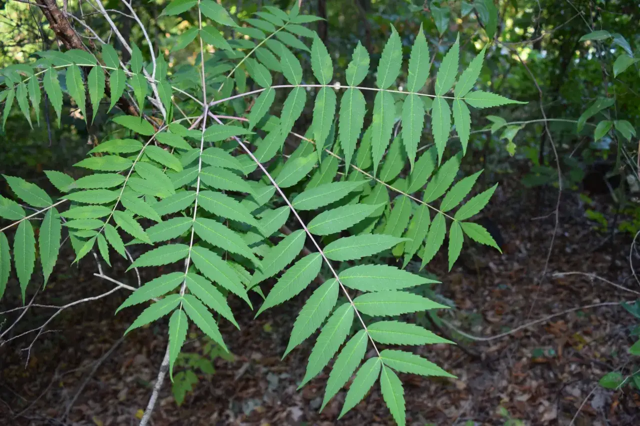 Grüne, gefiederte Blätter eines **sumach giftig** Baumes im Wald. Vorsicht beim Berühren!