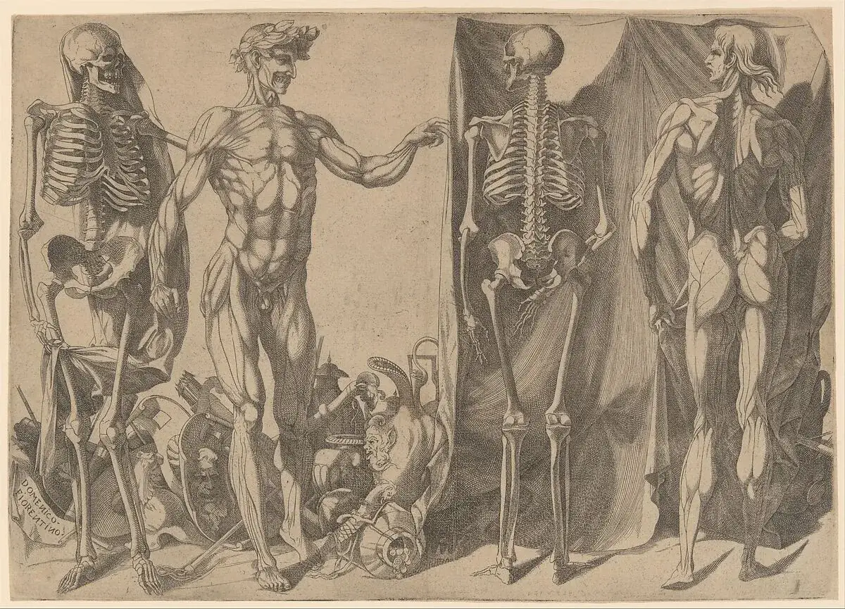 Anatomische studie met skeletten en spieren, kenmerkend voor de renaissance. Een menselijke figuur met een lauwerkrans, omringd door symbolen van vergankelijkheid.