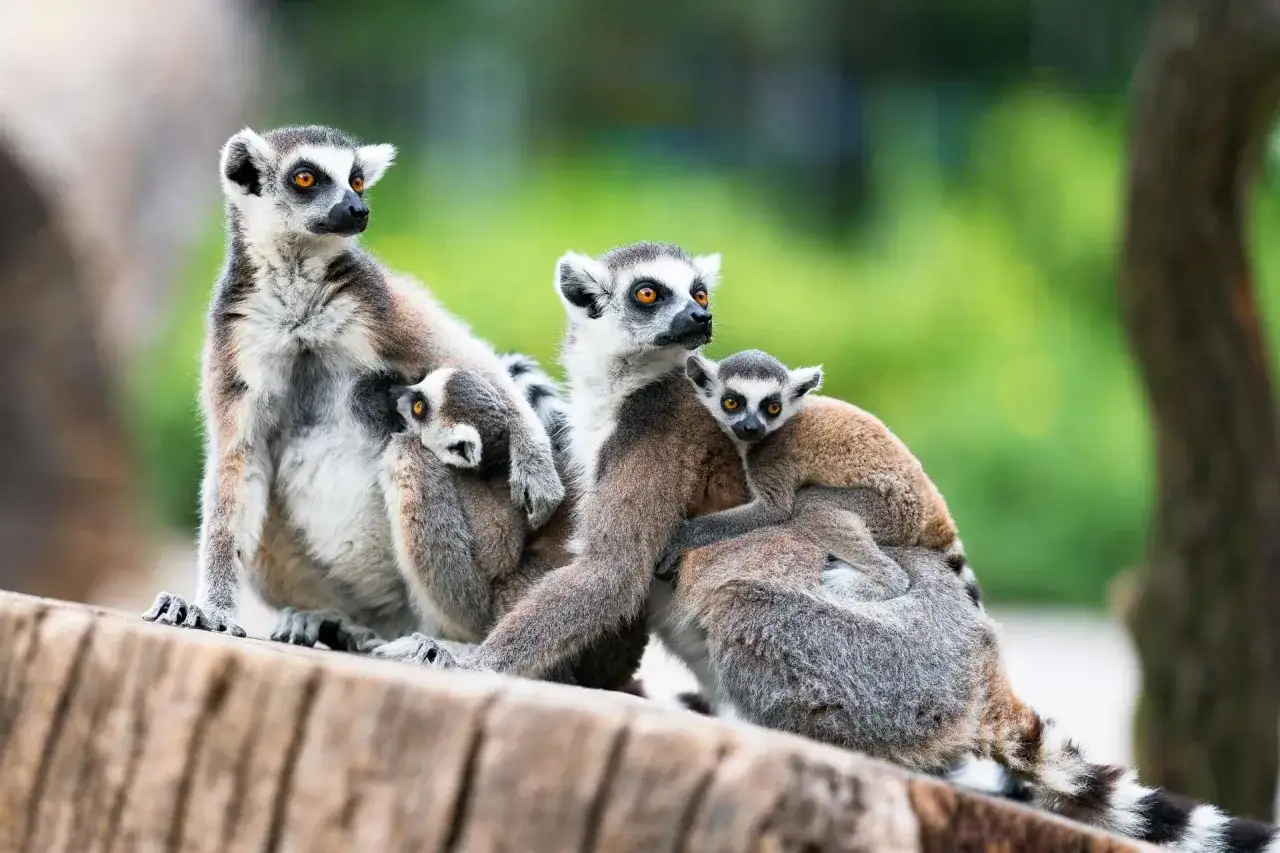 Rodzina lemur&oacute;w w mini zoo. Maluchy przytulają się do mamy, jak małe niedźwiedzie.