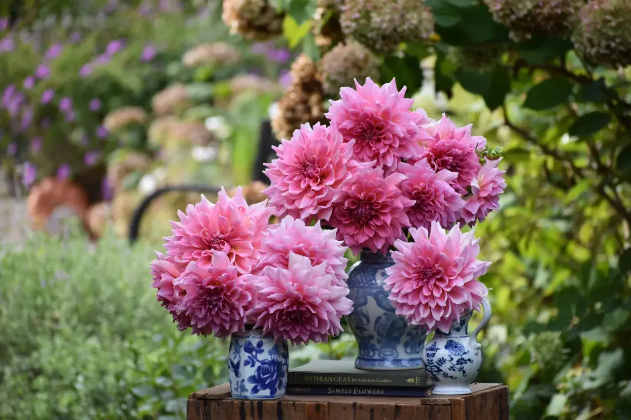 Un bouquet de dahlia en pot, aux teintes roses vives, orne une table en bois. Des livres sur les fleurs sont empilés à côté.