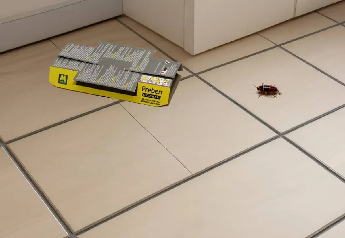 Una cucaracha camina cerca de una caja de trampas adhesivas, indicando el momento en que salen las cucarachas.