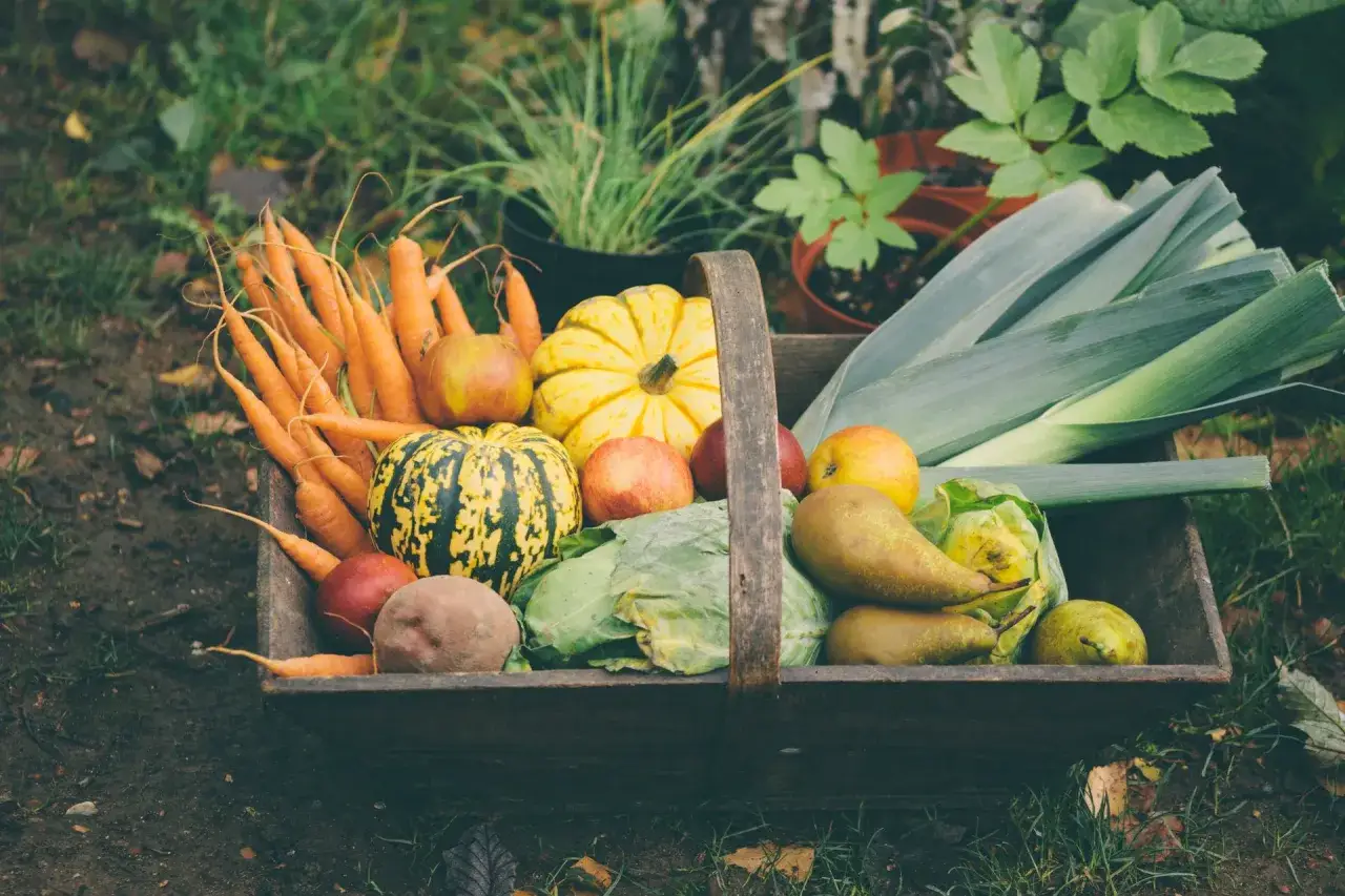 Panier de récolte d'automne : carottes, courges, poireaux, pommes, poires, choux. Idéal pour savoir quels légumes planter en juillet août.