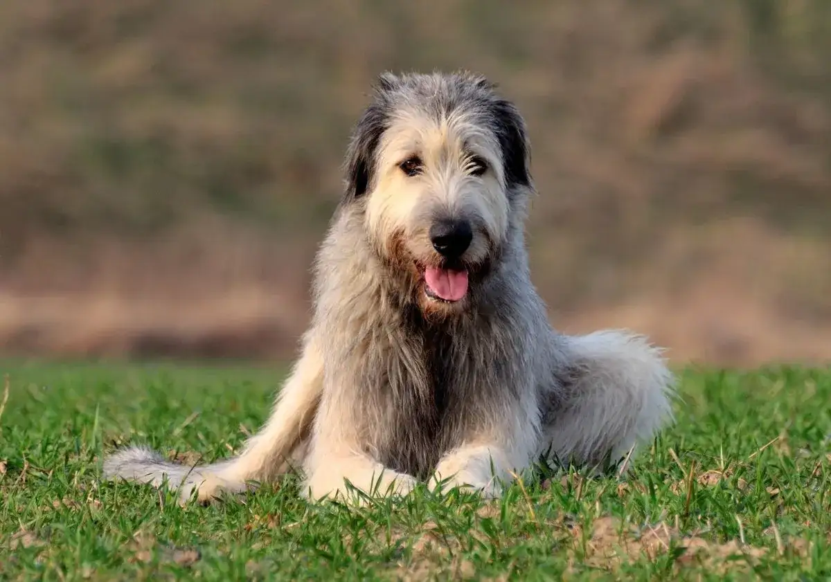 Un chien irlandais grand, au poil gris et blanc, se repose sur l'herbe verte, la langue pendante, l'air paisible.