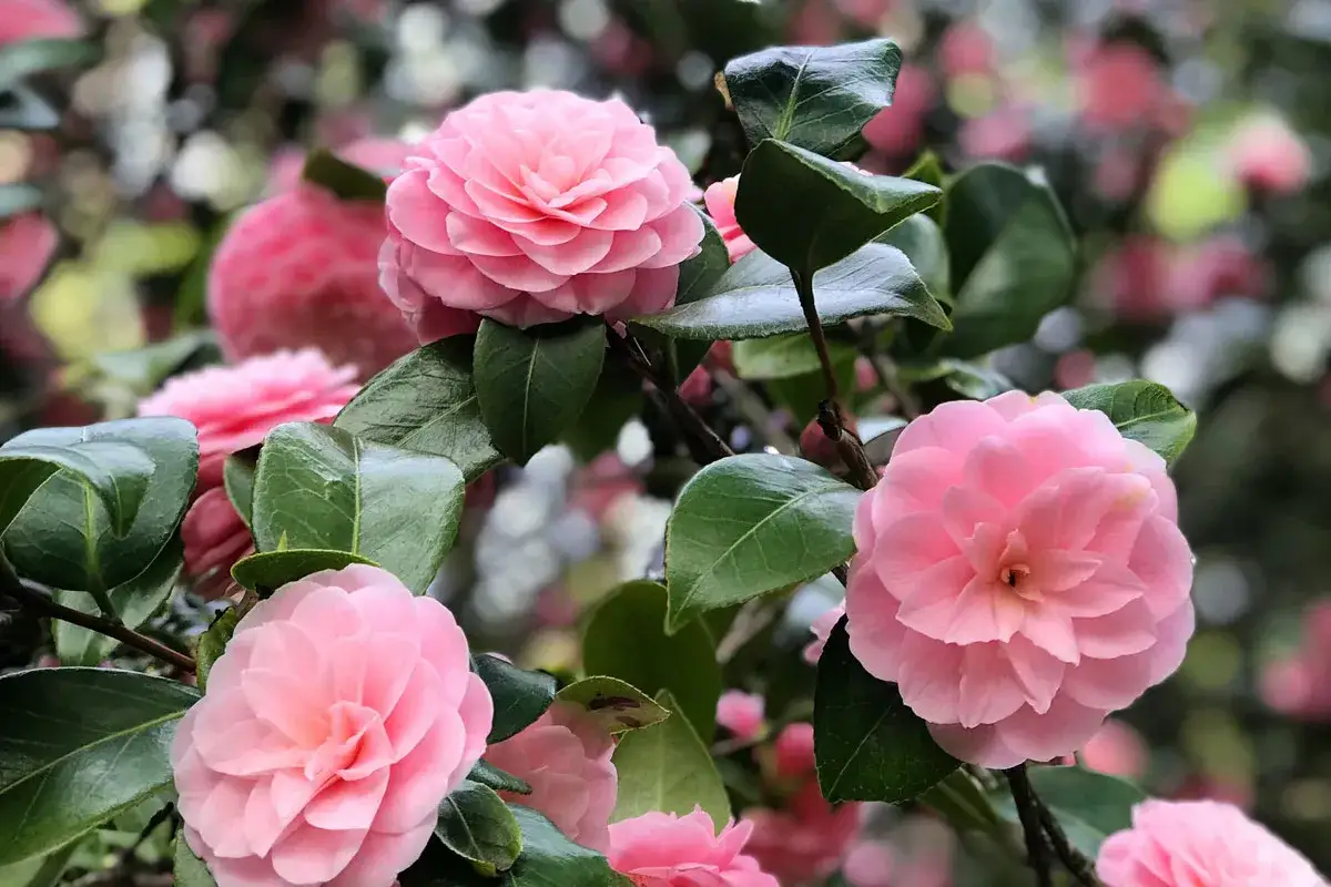 Plusieurs cam&eacute;lias roses &eacute;closent sur un arbuste au feuillage persistant, leurs p&eacute;tales d&eacute;licats contrastant avec le vert profond des feuilles.
