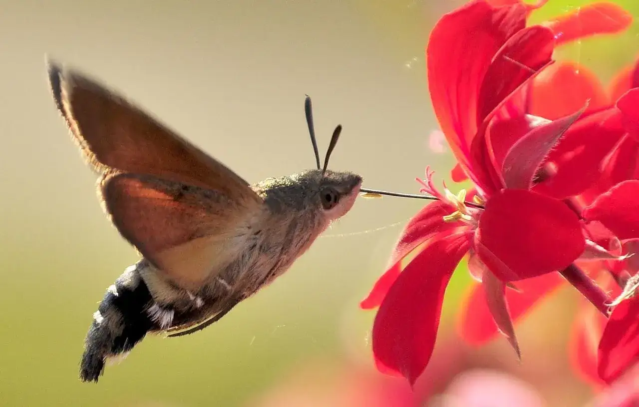 Ein Kolibri-Insekt saugt Nektar aus einer roten Blüte.