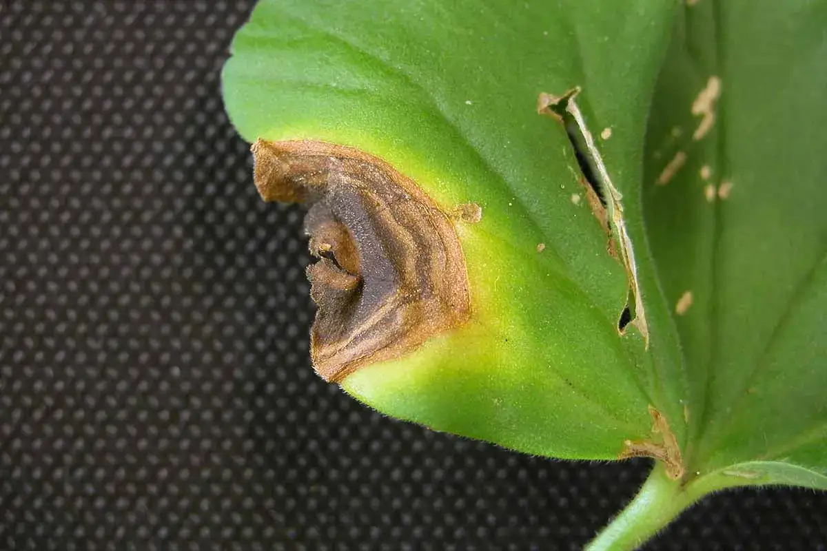 Plama na liściu pelargonii, objaw chorób pelargonii. Brązowa nekroza z żółtą obwódką.