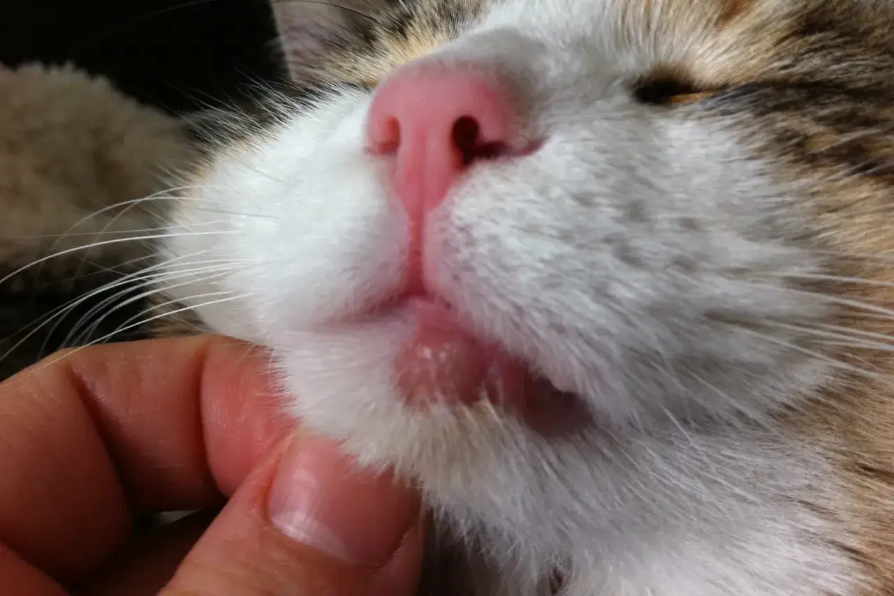 Un gros plan sur le museau d'un chat, révélant une lèvre gonflée et irritée. Un doigt humain touche doucement la zone affectée.