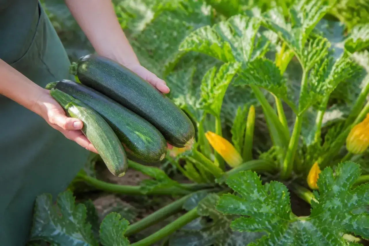 H&auml;nde halten drei frische Zucchini, die gerade aus dem Garten geerntet wurden. Die Pflanzen sind &uuml;ppig gr&uuml;n mit gelben Bl&uuml;ten. Die Zucchini sind nicht schleimig, sondern knackig und bereit f&uuml;r die K&uuml;che.