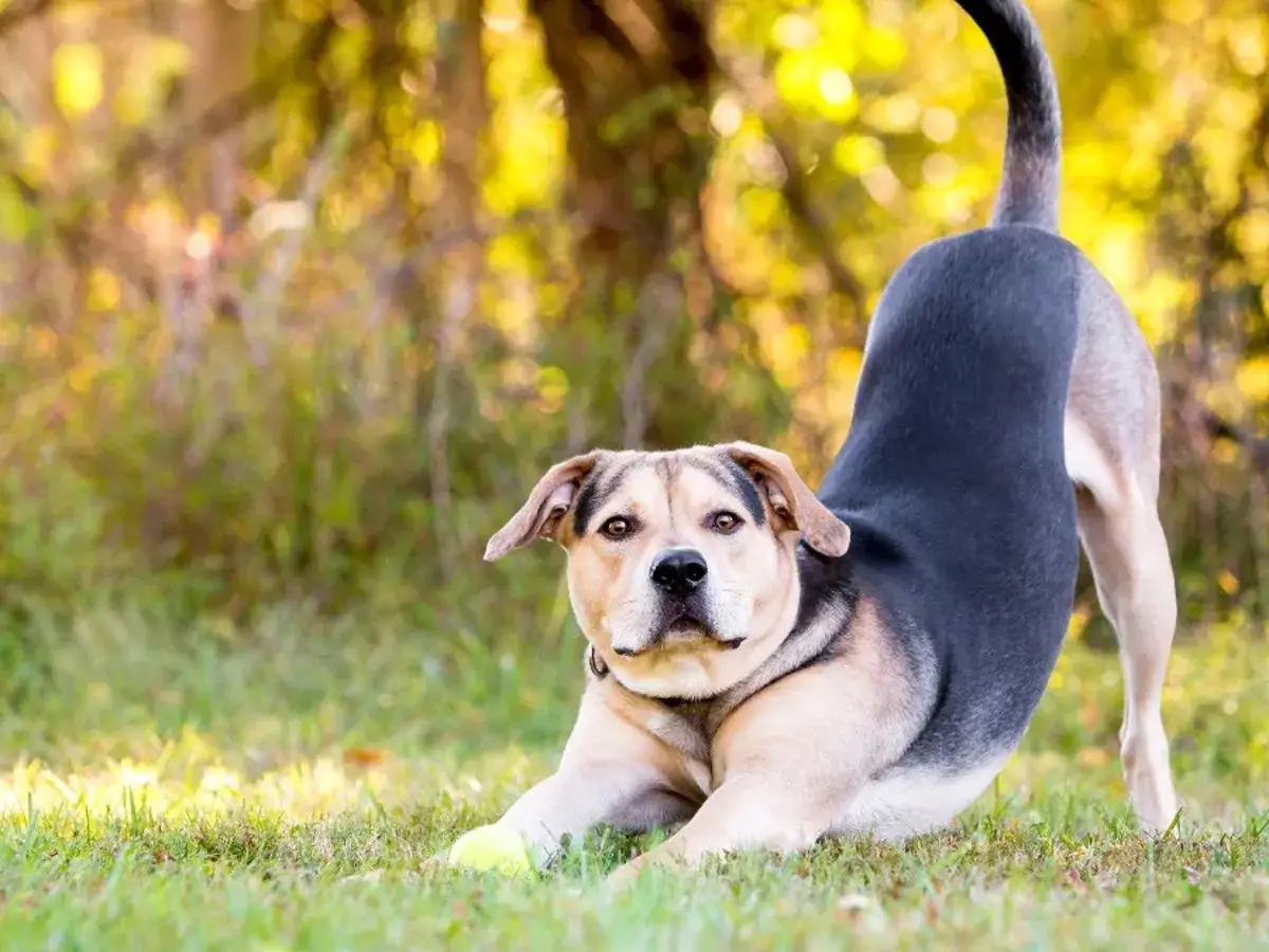 Ein Hund in Gebetsstellung mit einem Ball im Gras.