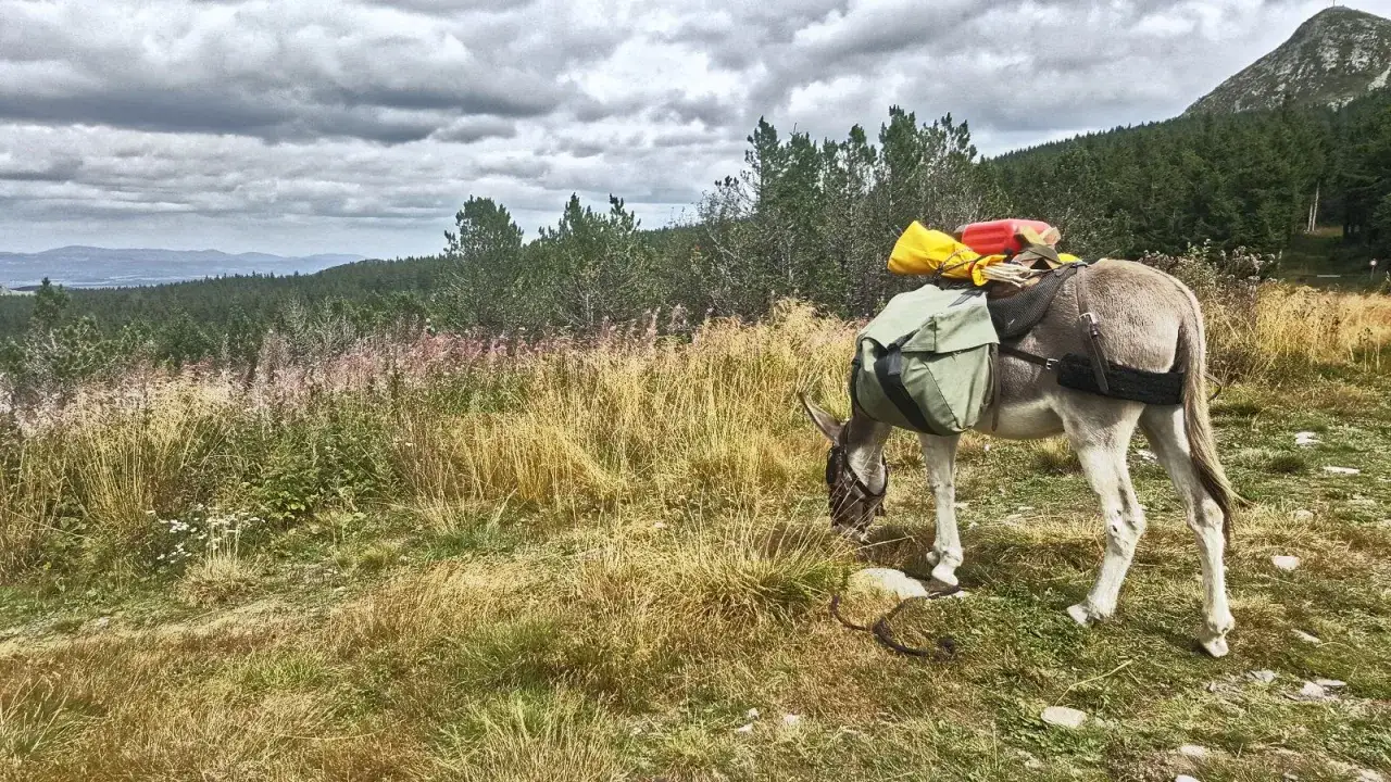 Un âne chargé broute paisiblement dans un paysage montagneux. Un âne peut-il vivre seul ? Ce compagnon semble bien s'en sortir.