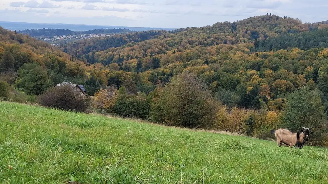Jesienna trasa w Iwoniczu Zdroju. Koza pasąca się na zielonej łące, w tle kolorowe lasy i zabudowania.