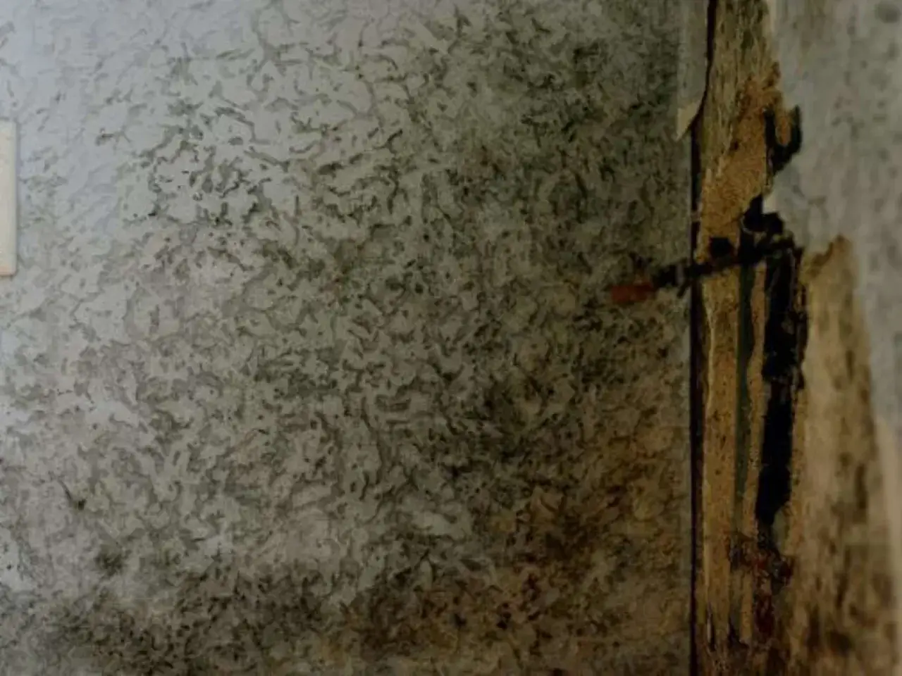 Feuchte Flecken und dunkle Verfärbungen an der Wand deuten auf Kondenswasser hin. Die Tapete löst sich an einer Ecke.