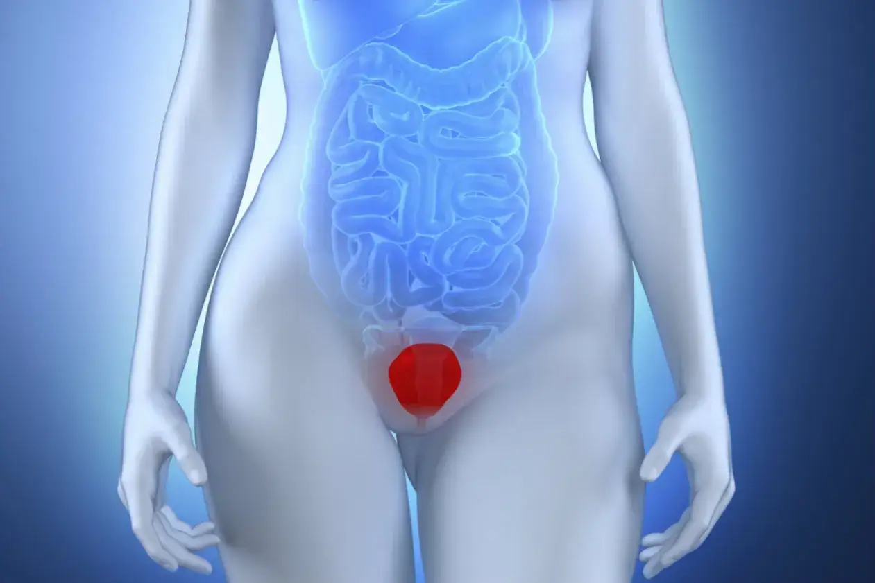 Anatom&iacute;a p&eacute;lvica femenina con el &uacute;tero resaltado en rojo, indicando posible prolapso uterino y su impacto en las relaciones sexuales.