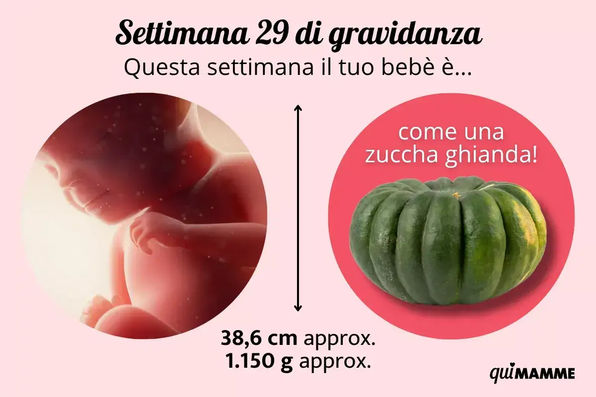 A 29 settimane di gravidanza, il tuo bebè è grande come una zucca ghianda, con una lunghezza di circa 38,6 cm e un peso di 1.150 g.