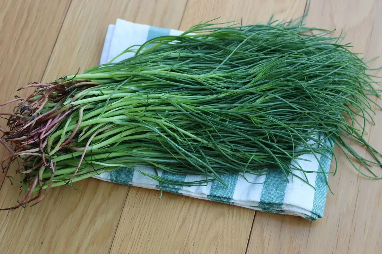 Un fascio di agretti selvatici, con le loro radici rossastre, pronti per essere cucinati.