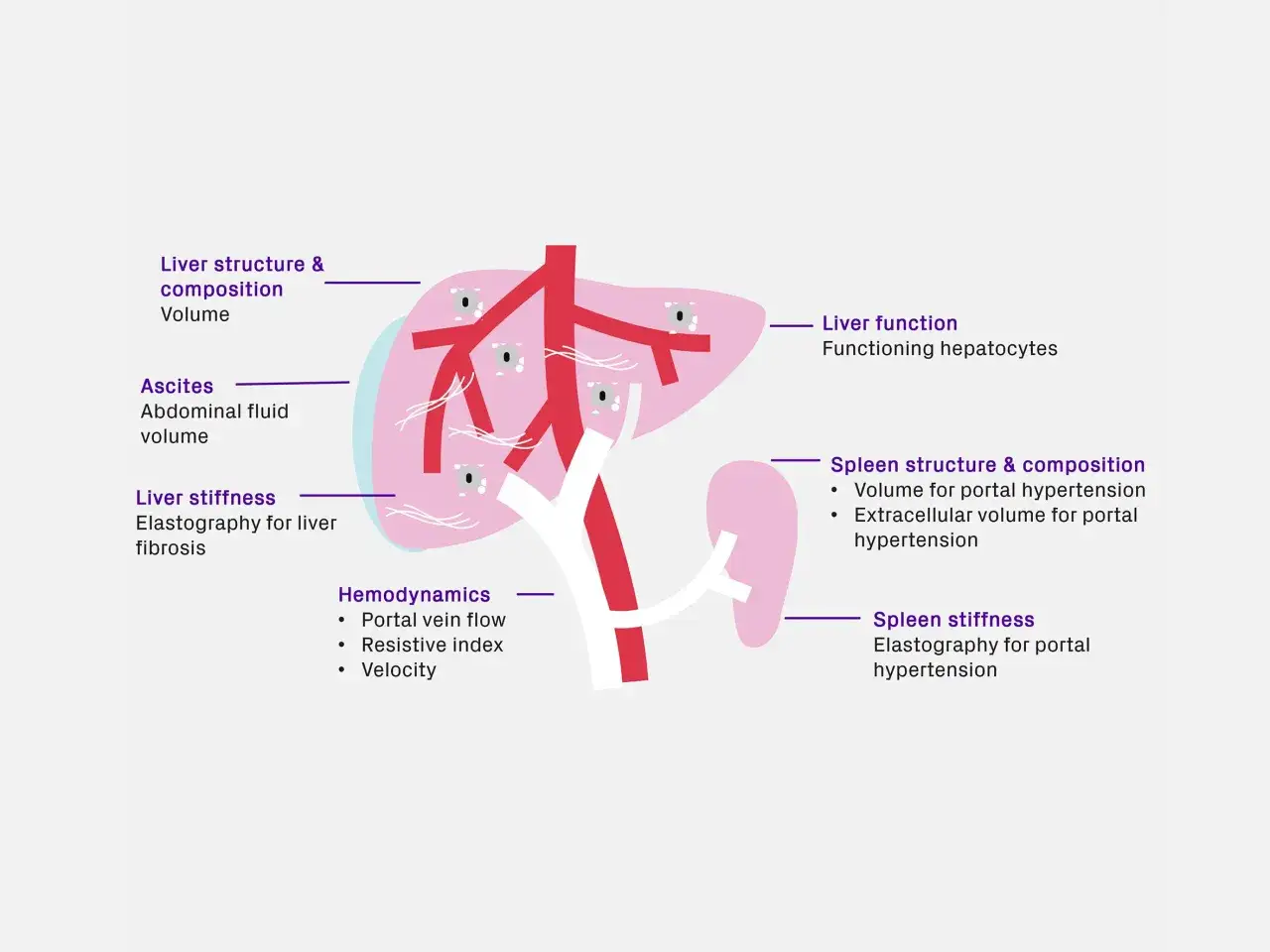 Schemat wątroby i śledziony z opisem parametrów, takich jak objętość, funkcja, sztywność i przepływ, istotnych w diagnostyce marskości wątroby.