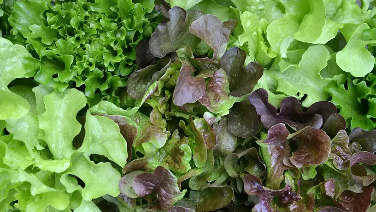 Bunte Blattsalate in verschiedenen Grüntönen und Rotbraun. Perfekt für den Anbau im Juli, wenn man frische Salate ernten möchte.