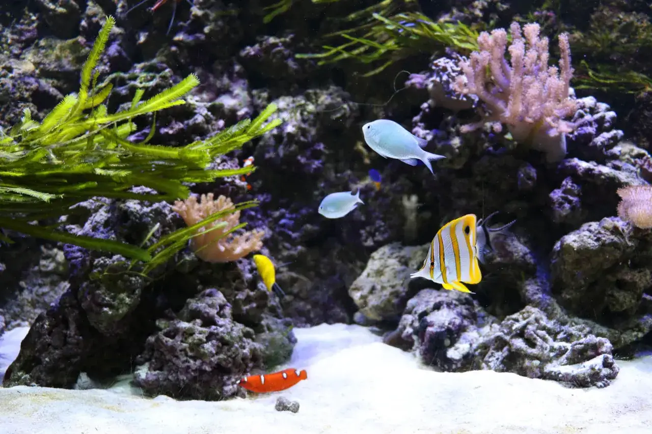 Kolorowe ryby pływają wśród koralowców i wodorostów w akwarium w oceanarium Katowice.