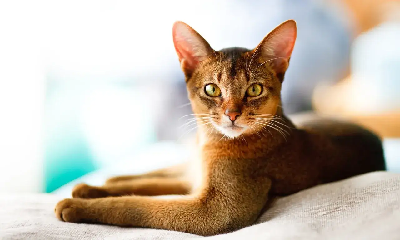 Un gato abisinio de pelaje rojizo y ojos verdes intensos, uno de los gatos m&aacute;s bonitos, descansa pl&aacute;cidamente.