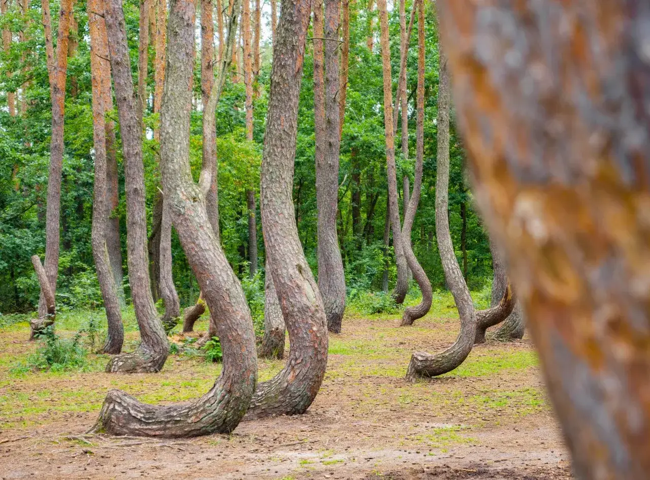 Krzywy Las, niezwykłe atrakcje zachodniopomorskie. Sosny o fantazyjnie wygiętych pniach tworzą magiczny, leśny krajobraz.