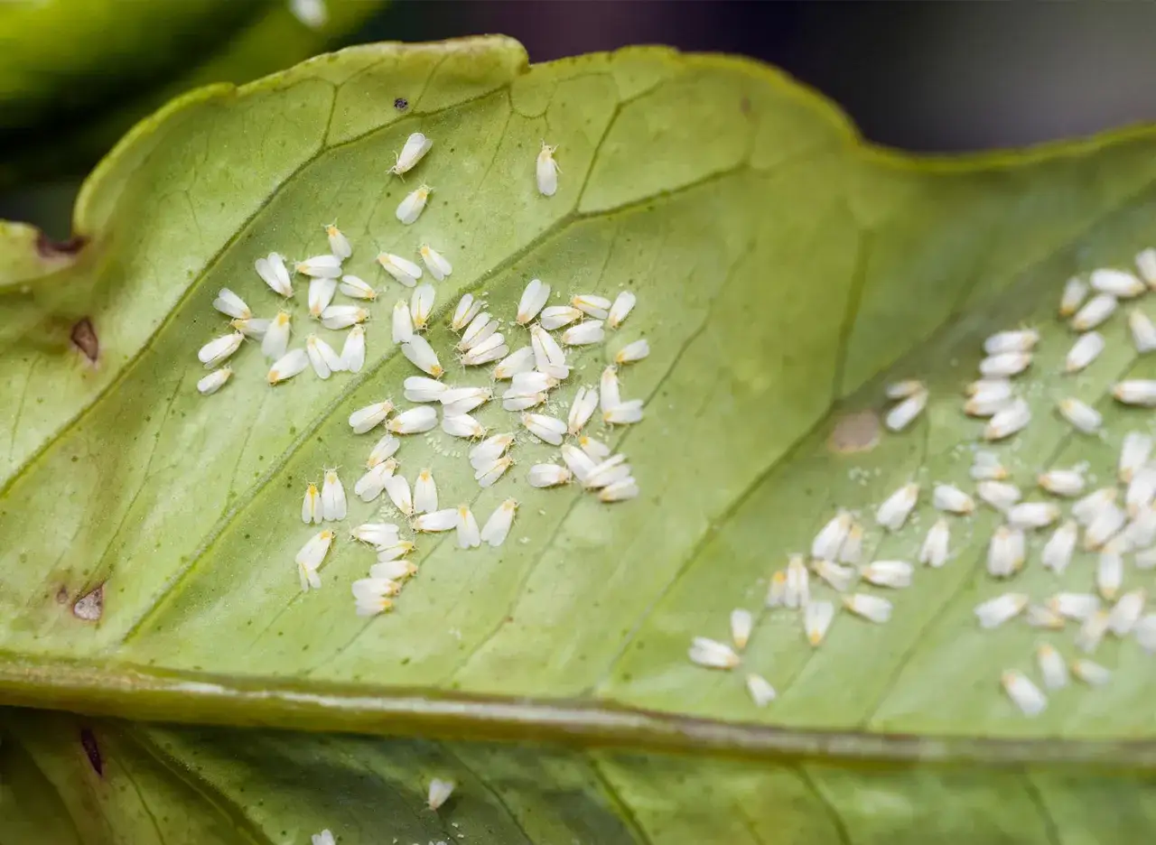 Un gruppo di mosca bianca piante infesta una foglia verde.