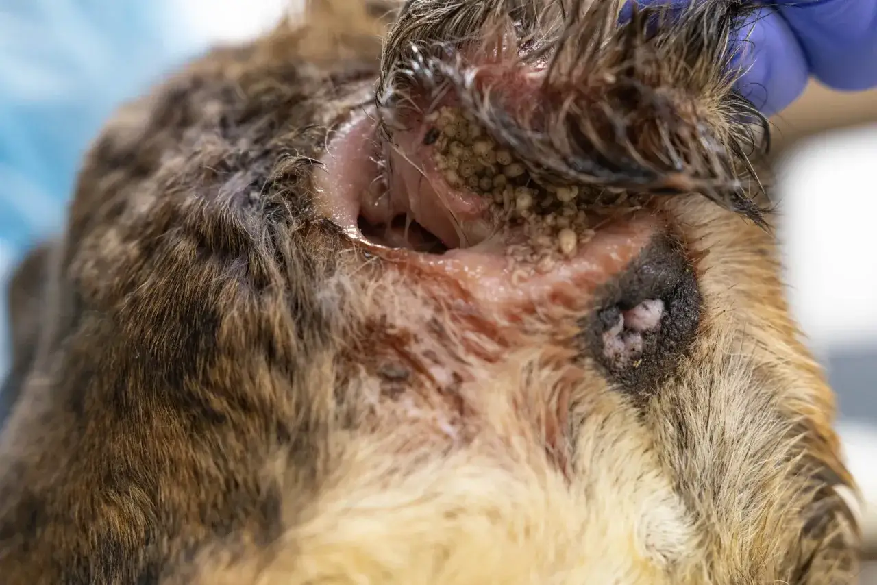Oído de perro con infección severa y presencia de larvas. Se observa inflamación, tejido dañado y múltiples larvas en el canal auditivo.