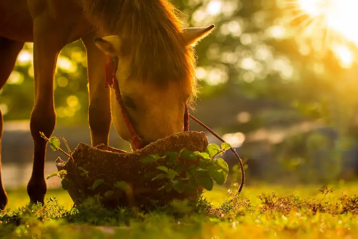 Koń je świeżą zieleninę z kamiennego koryta. Widać, co może jeść koń, gdy słońce zachodzi.