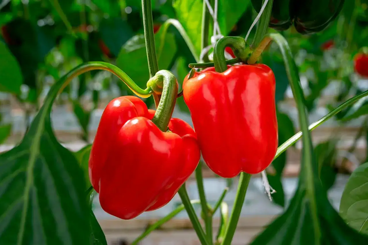 Tv&aring; blanka, r&ouml;da paprika (Capsicum annuum) h&auml;nger fr&aring;n en gr&ouml;n stj&auml;lk i ett v&auml;xthus.