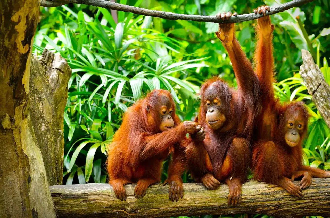 Trzy orangutany na gałęzi, jakby na trzeciej wyspie na ziemi. Jeden z nich wisi, drugi podaje mu dłoń, a trzeci patrzy z boku.