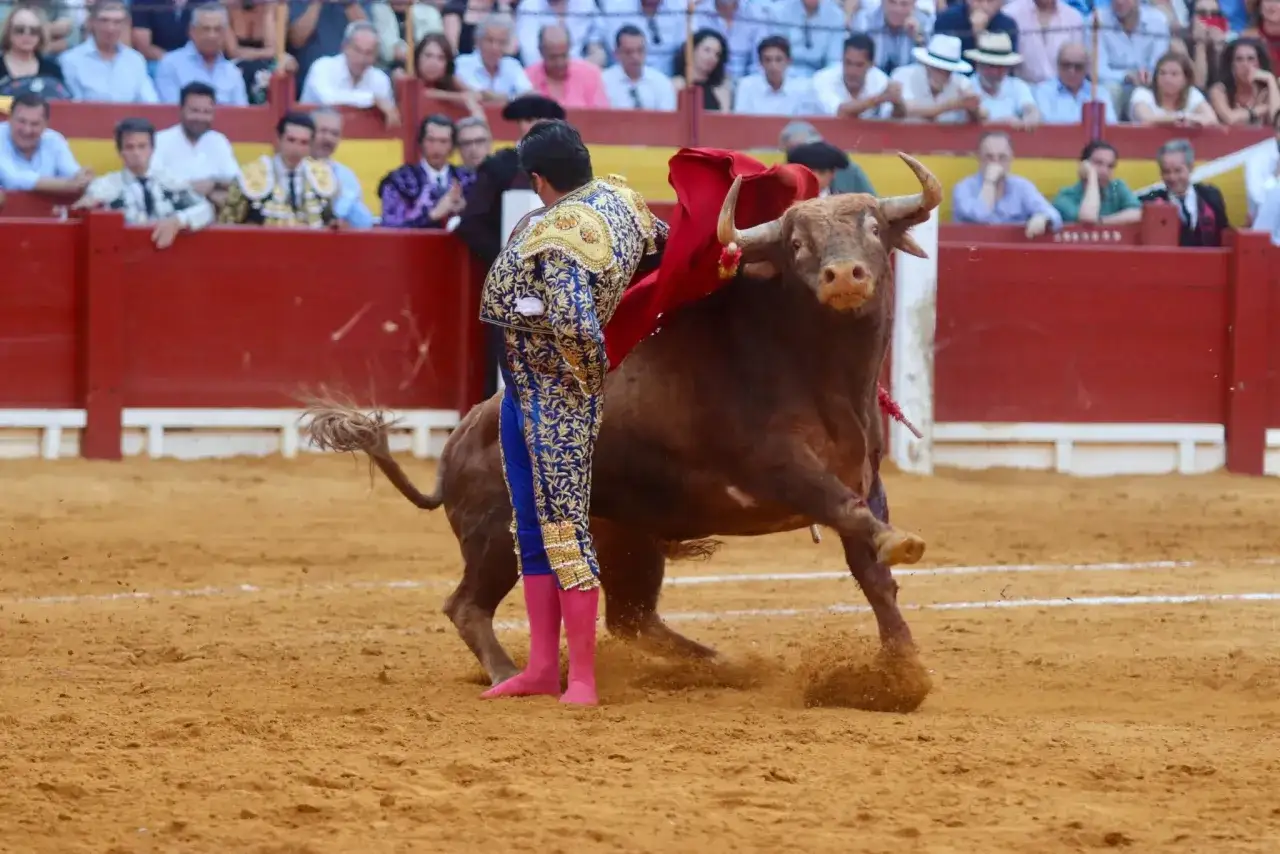 Un torero alicantino, con traje de luces azul y oro, se enfrenta a un bravo toro en la arena.