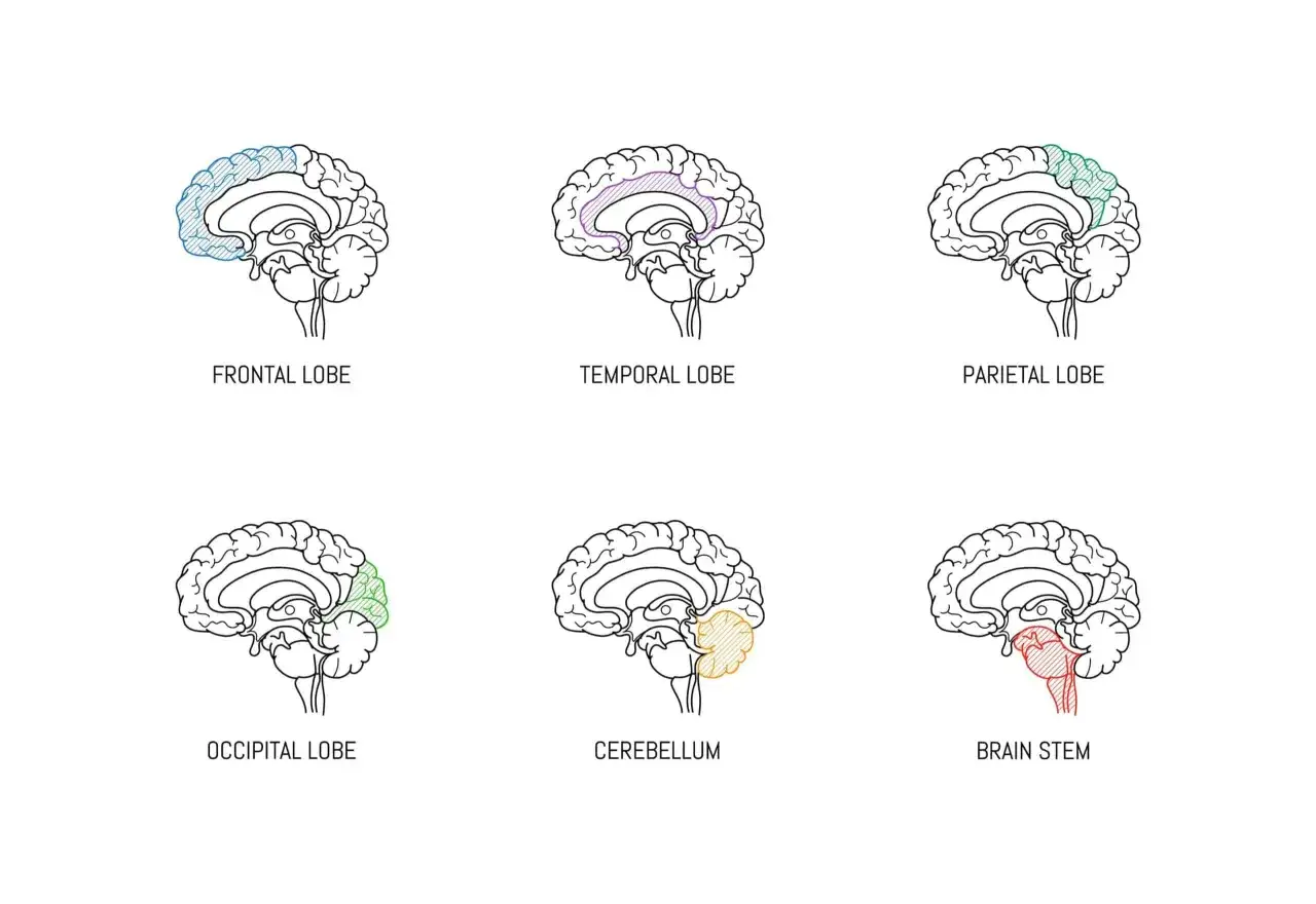 Gehirn-Diagramm zeigt Lappen: Frontal, Temporal, Parietal, Okzipital, Kleinhirn, Hirnstamm. Frontotemporale Demenz beeinflusst die Lebenserwartung.