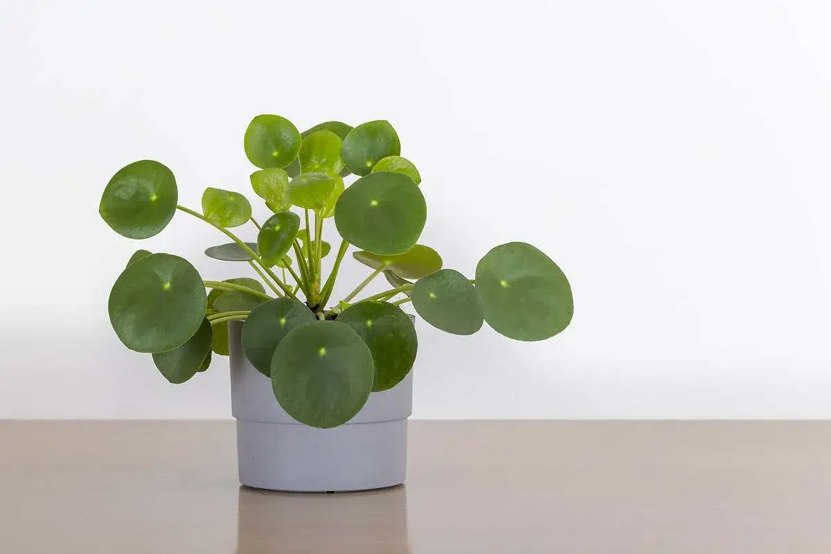 Planta del dinero en maceta gris, ideal para cualquier rincón luminoso de tu hogar. Sus hojas redondas y verdes atraen la buena fortuna.