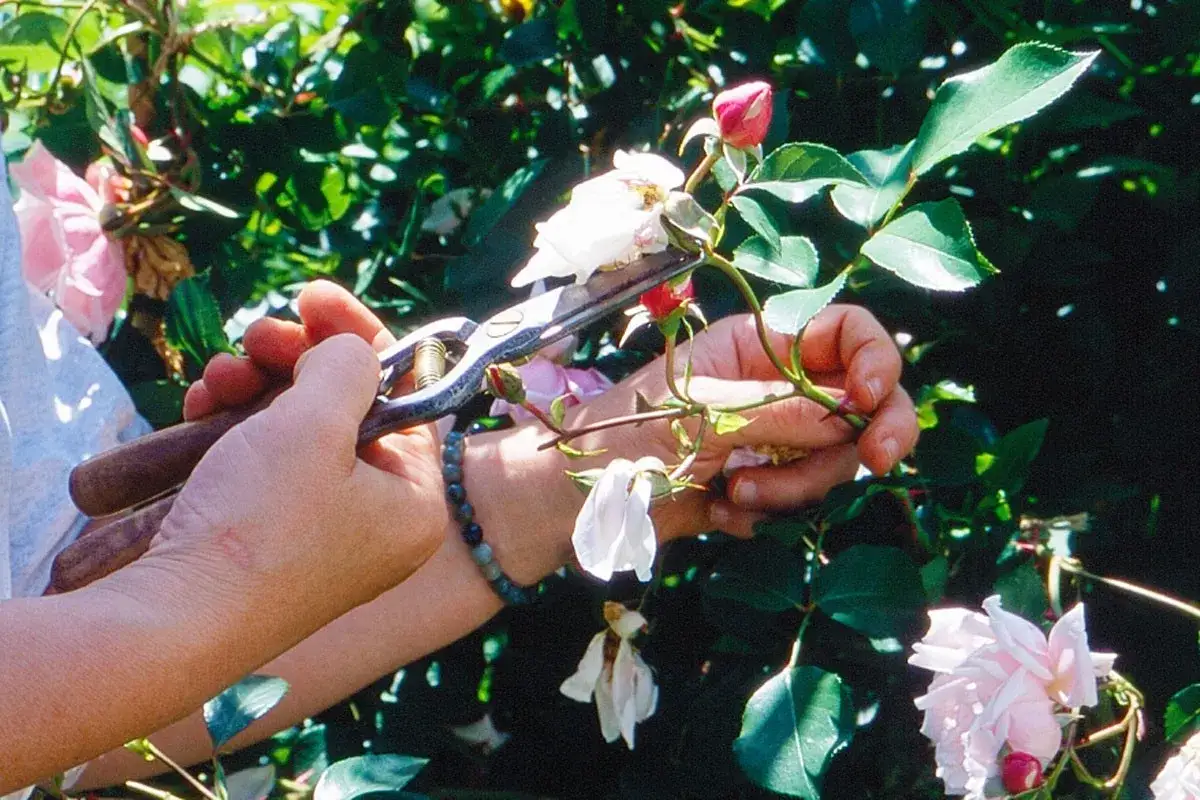 Mains taillant un rosier trop haut avec des s&eacute;cateurs. Une fleur blanche est coup&eacute;e, des boutons roses sont visibles.