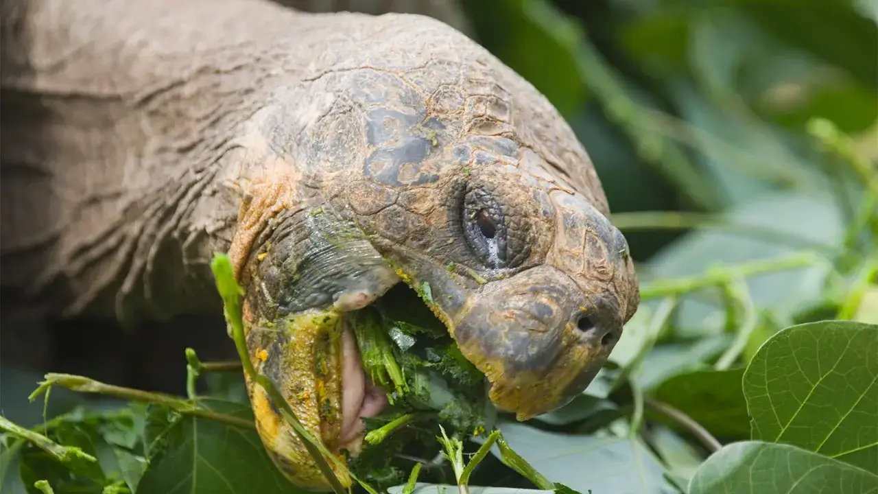 Wielki żółw galapagoski zajada się soczystymi liśćmi. Widać, co jedzą żółwie – świeżą zieleń!