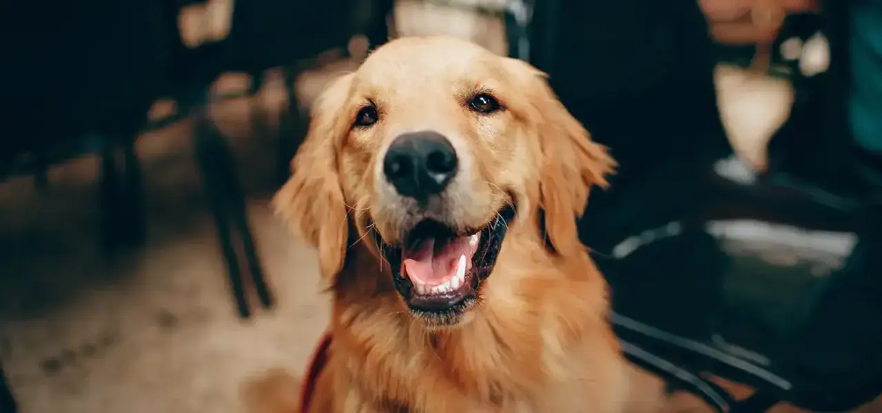Zdjęcie Z jakiego kraju pochodzi golden retriever? Odkryj jego fascynującą historię