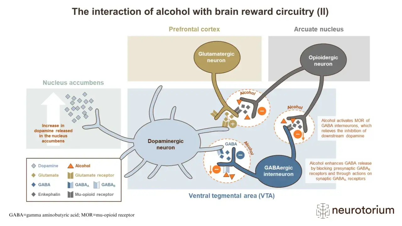 Alkohol p&aring;verkar hj&auml;rnans bel&ouml;ningssystem. Bilden visar hur alkohol interagerar med dopamin, GABA och andra signalsubstanser i olika hj&auml;rnregioner, vilket leder till &ouml;kad dopaminfris&auml;ttning.