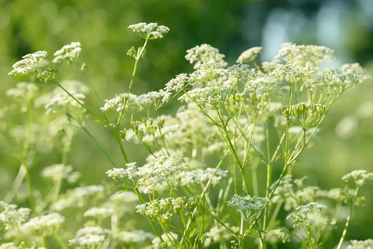Fleurs blanches délicates de l'anis vert, baignées de lumière douce, dans un champ verdoyant.