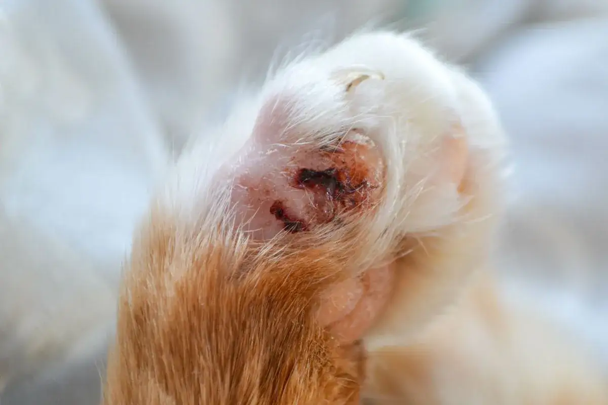 Verletzte Katzenpfote mit Wunde und Fell. Die Katze hat sich wohl die Pfote verstaucht.